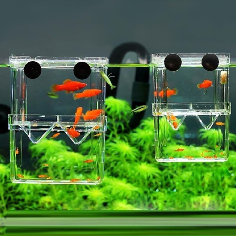 Aquarium Fish In Bowl - Multifunctioneel Visaquarium Hoge Heldere Viskwekerij Isolatiebox
