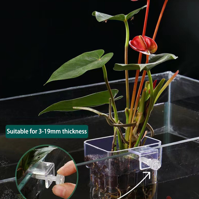 Box Fish In Aquarium - Multifunctionele Vis Aquarium Watergras Aanplant Cup