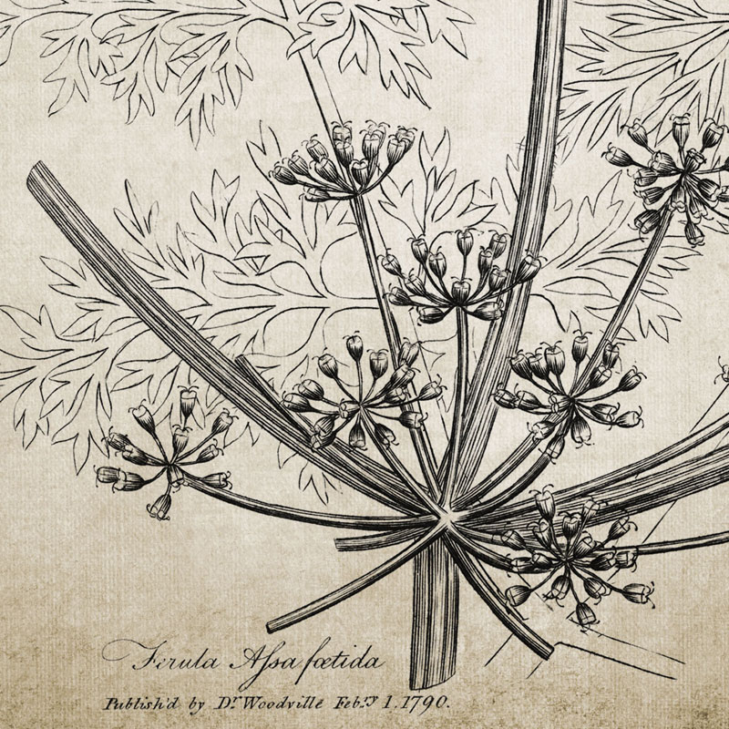 Antieke Botanische Posters En  - Live Plant Fertilizer recensie en prijs