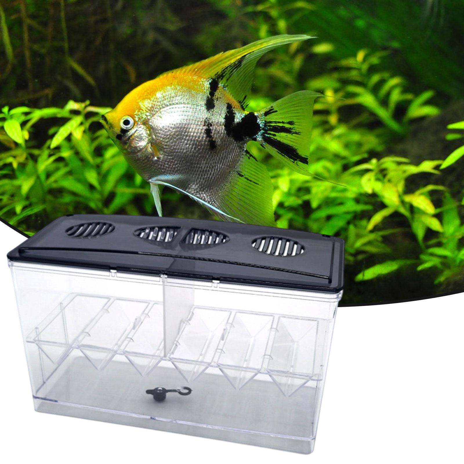 Drijvende visveredeling Isolat - Box Fish In Aquarium recensie en prijs