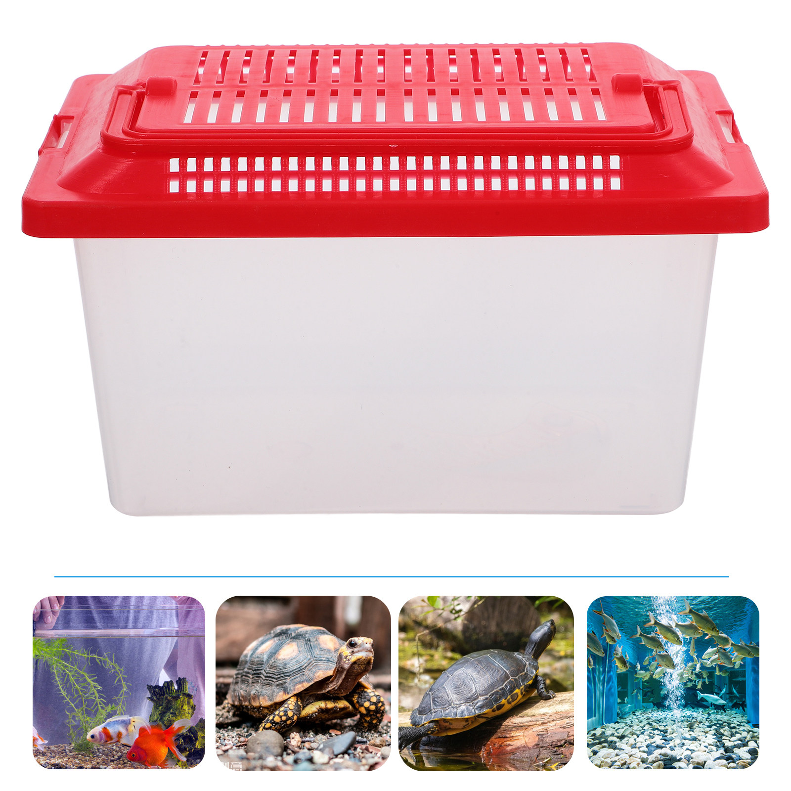 Gladde Oppervlakte Schildpadho - Box Fish In Aquarium recensie en prijs