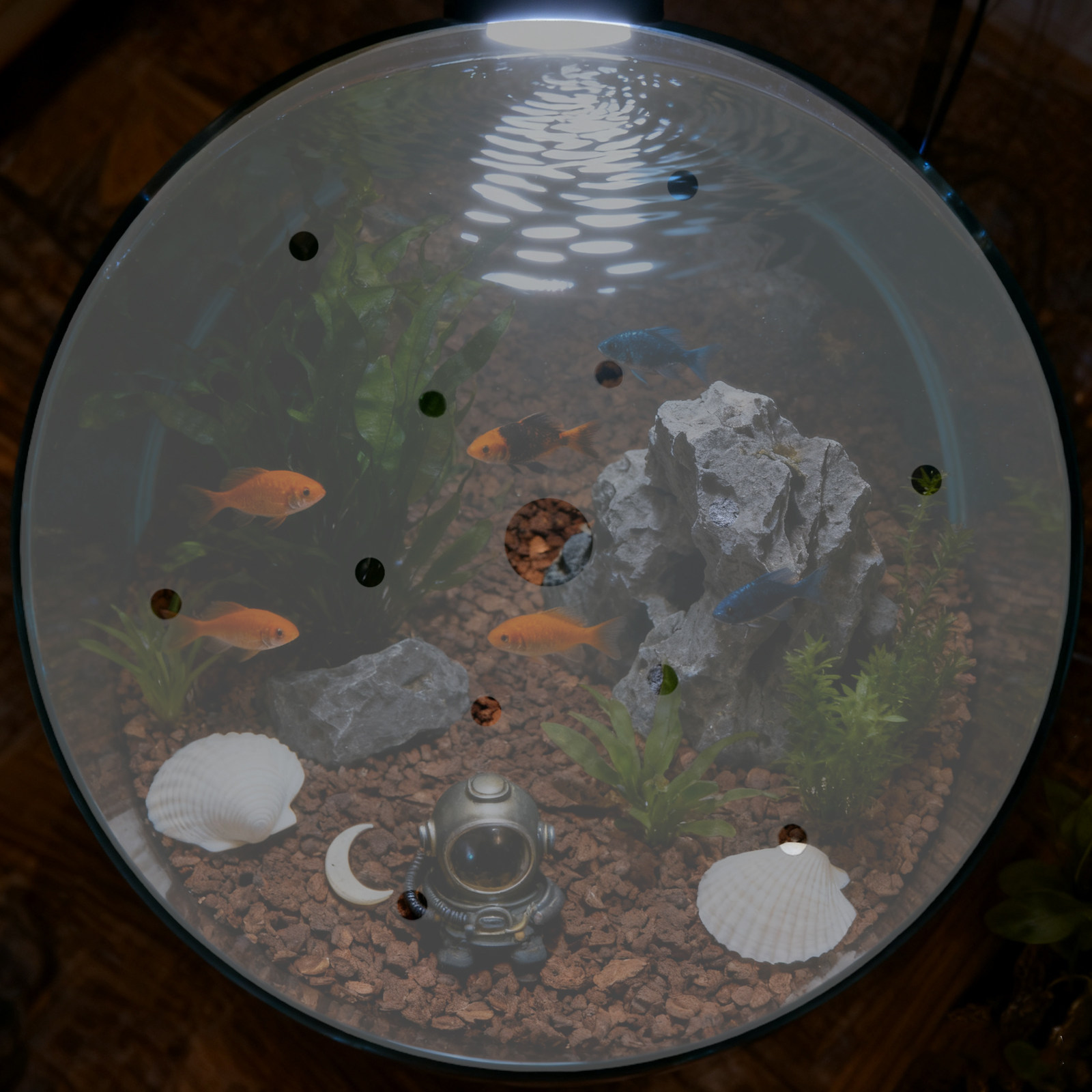 7 inch ronde acryl aquariumdek - Aquarium Fish In Bowl recensie en prijs